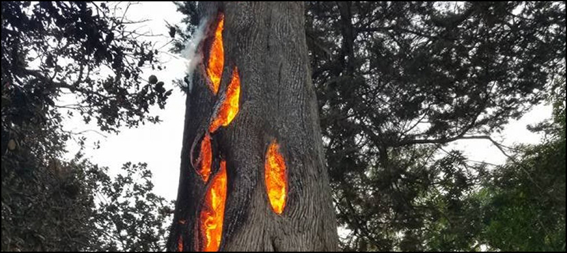 California tree burning
