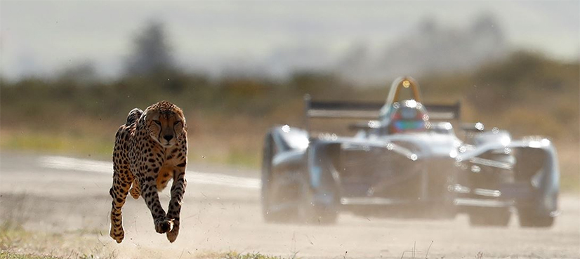 cheetah