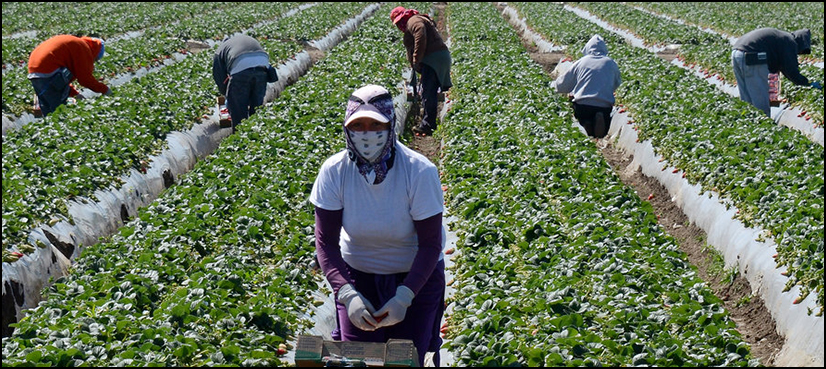 Immigrant workers US