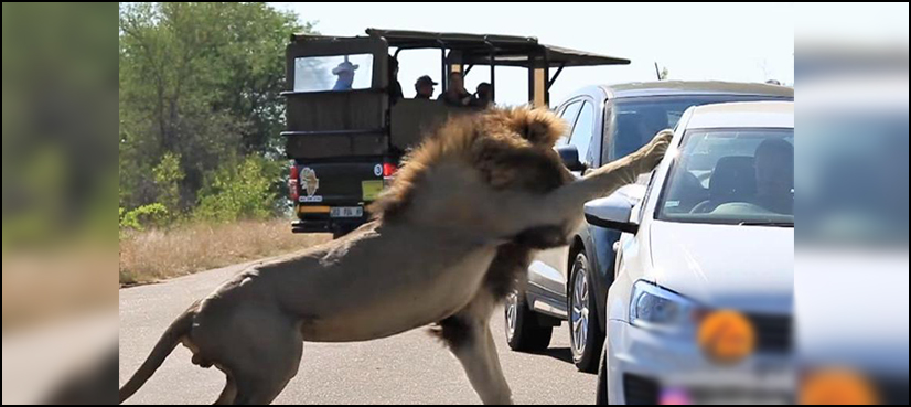 lion attack