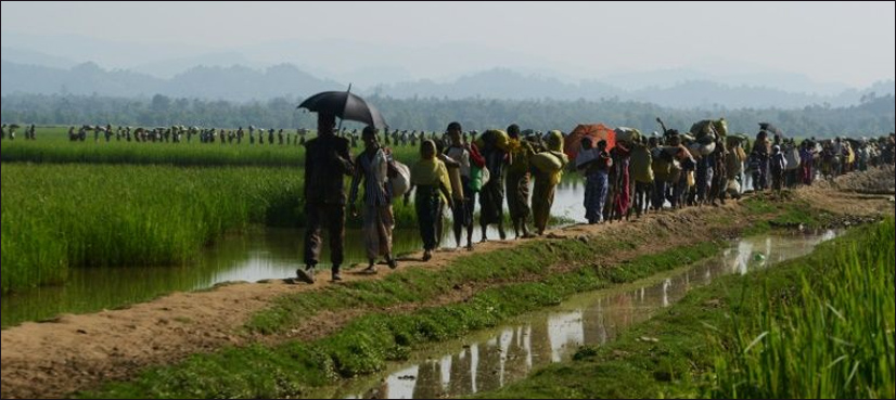 Rohingya