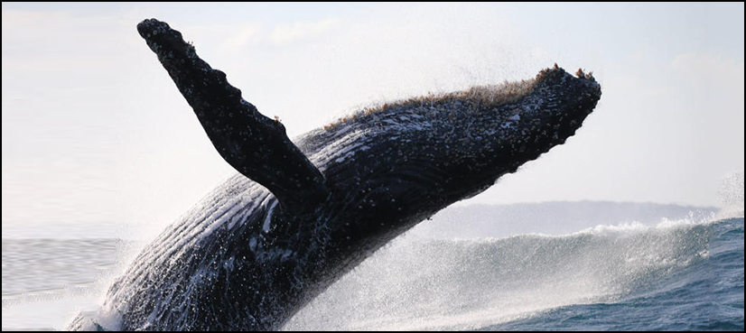 whales boats