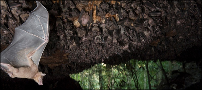 bats