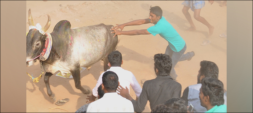 BULL GORE INDIA