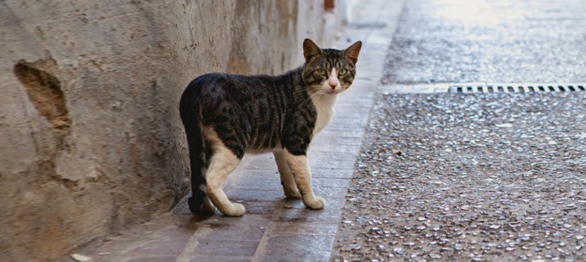 Stray cat