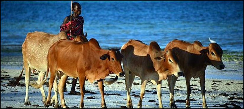 cows