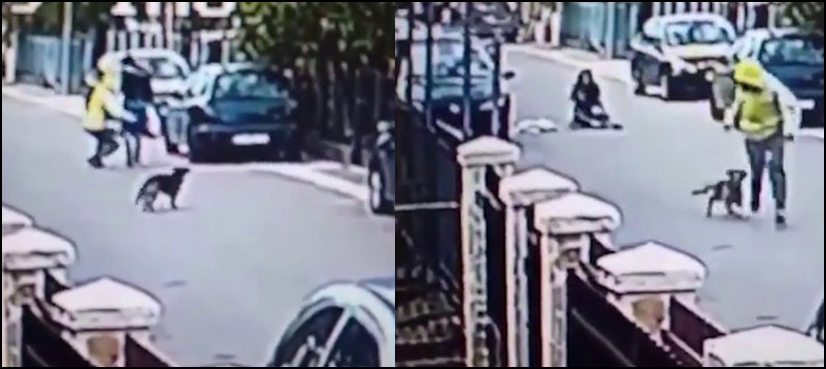 dog robbery