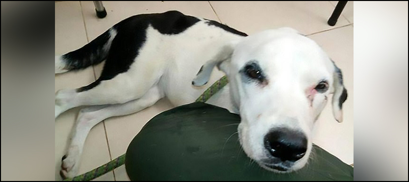 Dog dies broken heart
