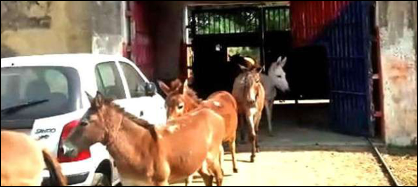 Donkeys jailed