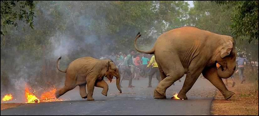 elephant fleeing fire award