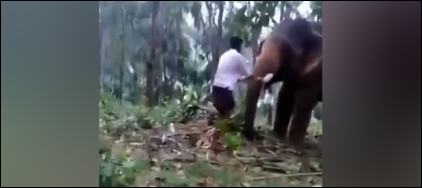 elephant attacks teenager