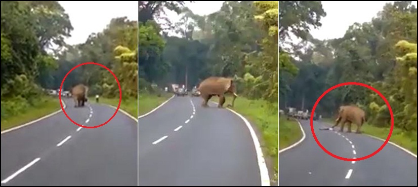 elephant kills man