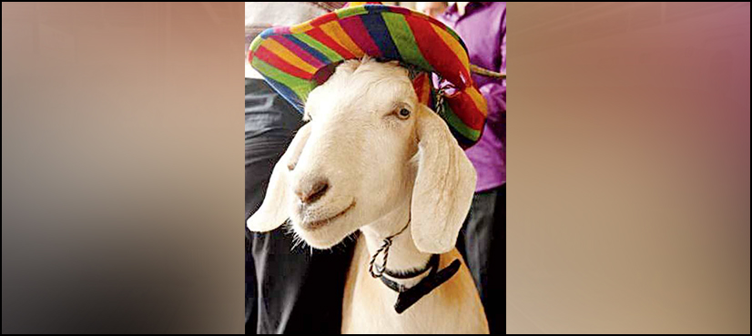 Gary The Goat dies