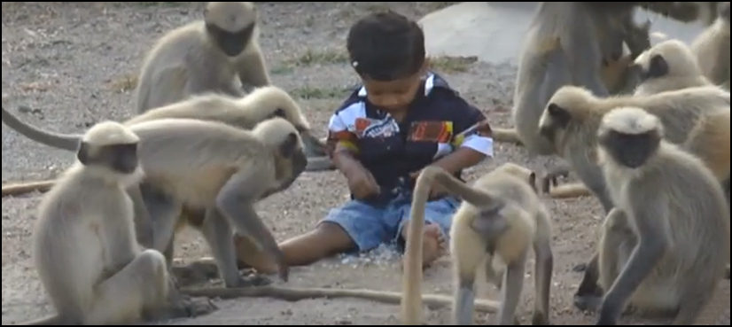 monkey kid india friendship