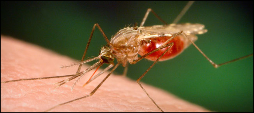 malaria