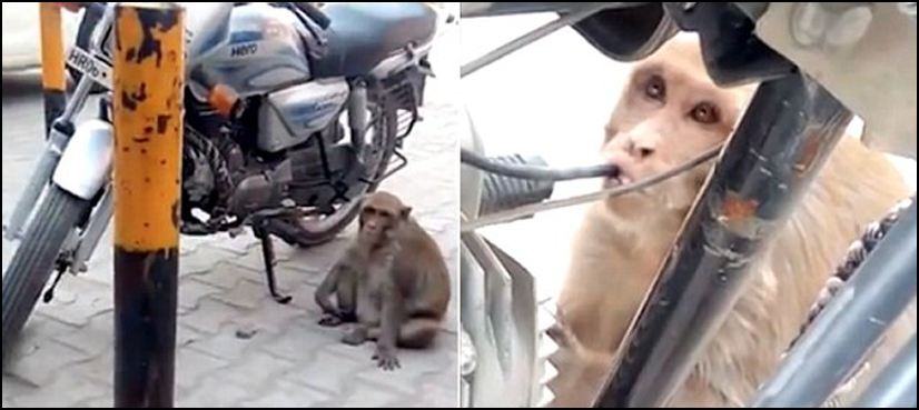 monkey petrol