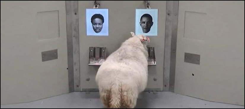 Sheep Obama