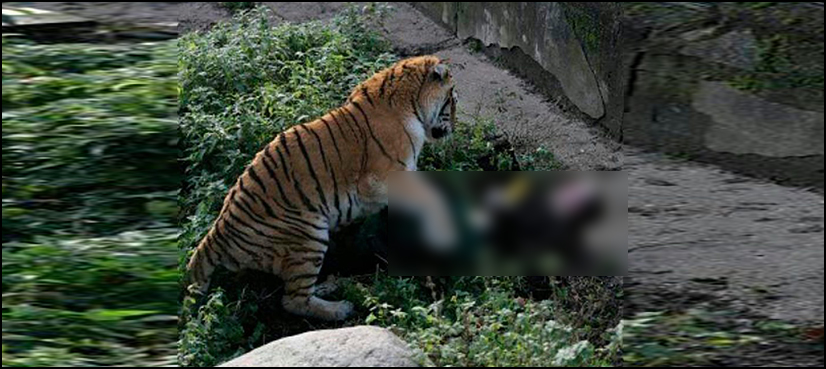 Tiger Russia