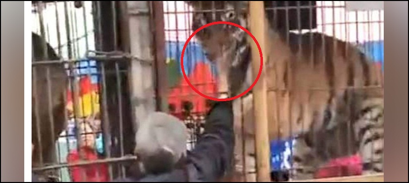 man lose finger tiger china