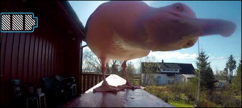 seagull stole camera