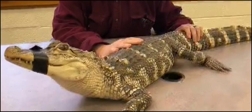alligator Arnold Schwarzenegger