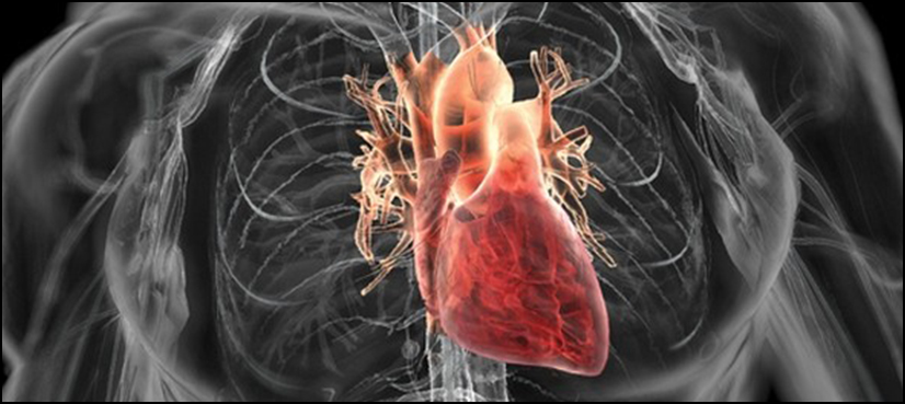 arteries