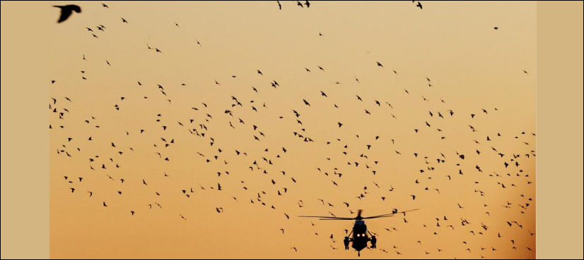 Migratory birds