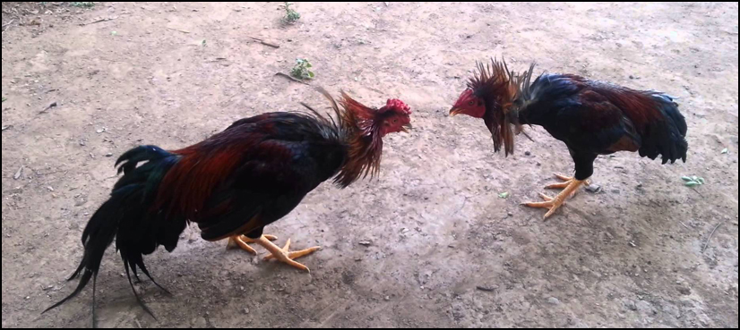 cock fighting cambodia