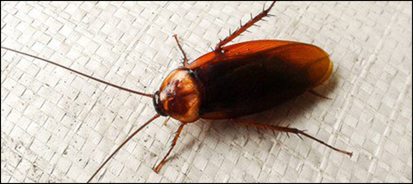 200 cockroach china airport