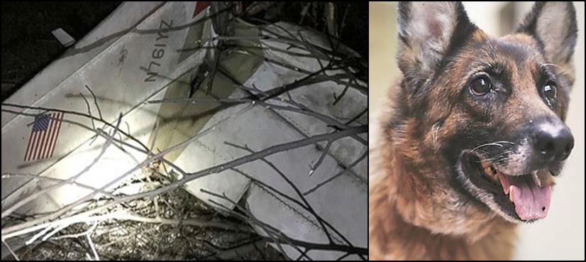 Dog survives US plane crash