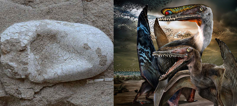 pterosaur eggs