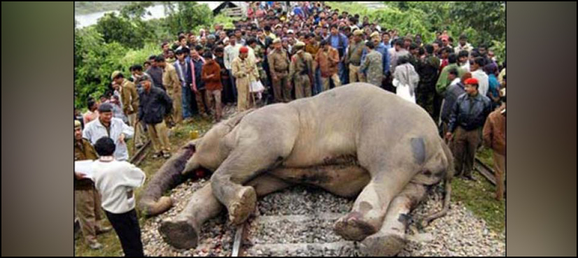 train kills elephant