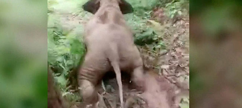 baby elephant mud slide