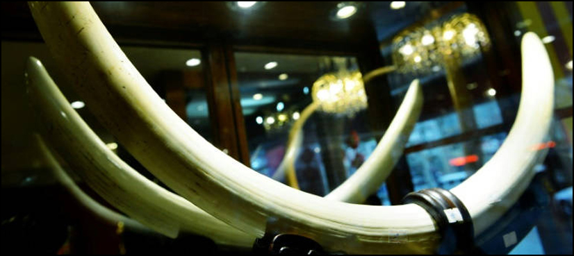 Uganda, ivory trafficker, life term sentence