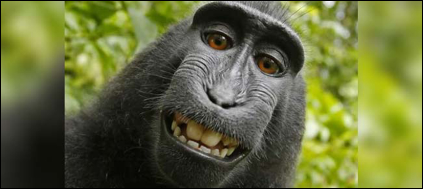 Monkey person of the year