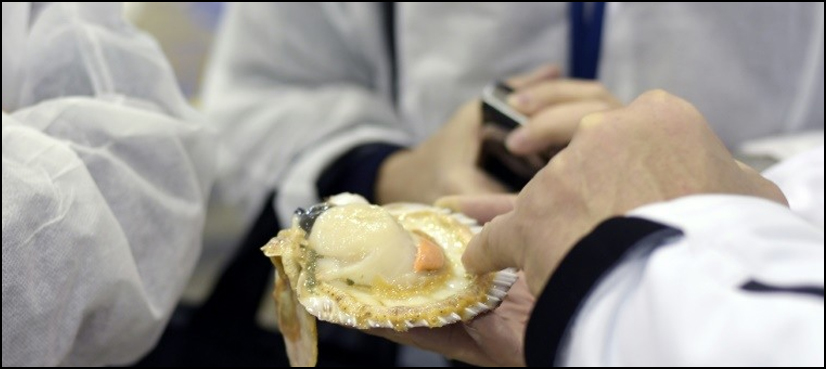 scallops