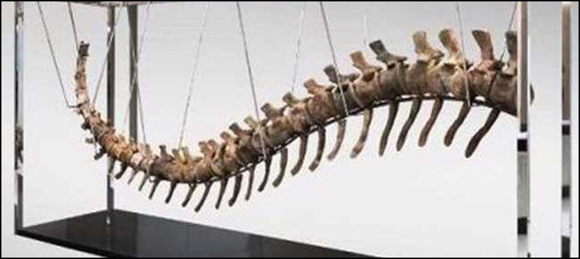 Dinosaur tail auctioned mexico
