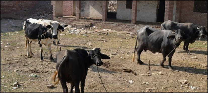 Sindh schools