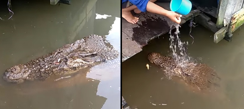 Friendly Crocodile