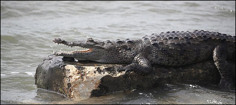 crocodiles