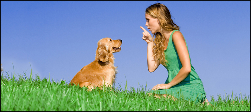 Dogs obey women more