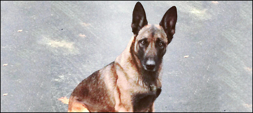 Man arrested for dog bite
