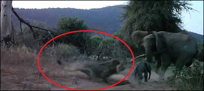 Elephant thwarts lion attack