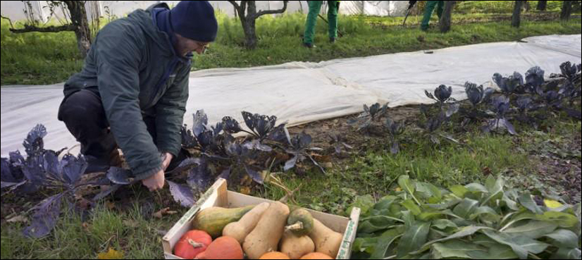 Vegetable You Can Plant In Your Backyard
