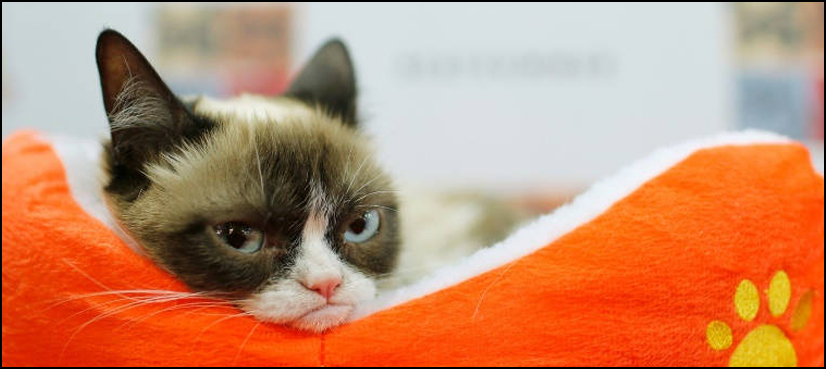 grumpy cat
