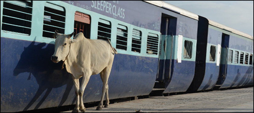 india railways cow dung buy