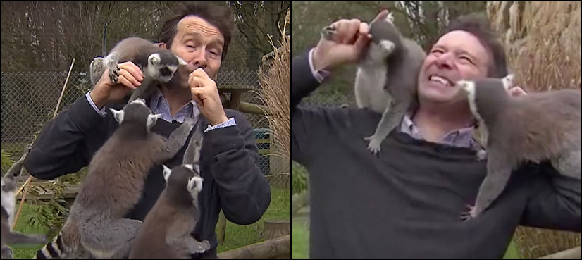 BBC reporter lemurs