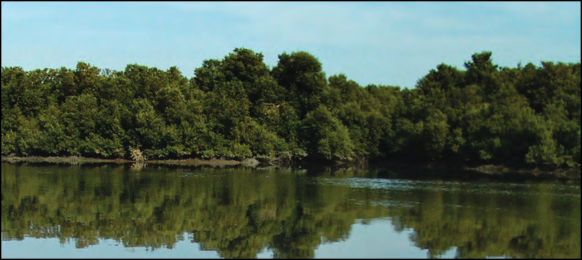 Bangladesh charges 26, mangrove forest destruction