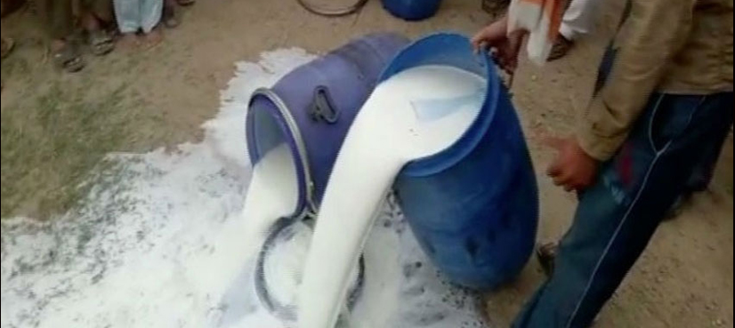 loose milk