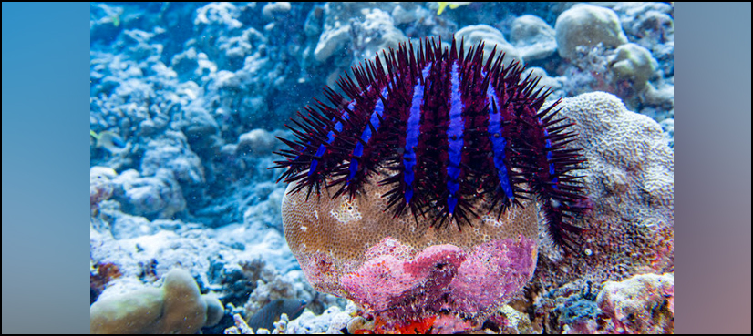 Starfish Great Barrier Reef